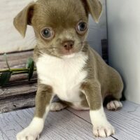 Healthy and Vaccinated: Abby is fully vaccinated and health-checked. KC Registered: She comes with KC registration for pedigree assurance.