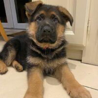 "Find German Shepherd Puppies for Sale in UK | Affordable Breeders & Adoption"
