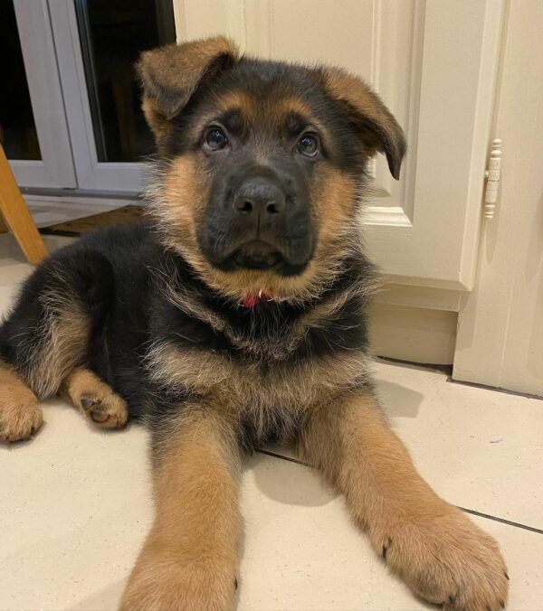 "Find German Shepherd Puppies for Sale in UK | Affordable Breeders & Adoption"