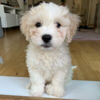 Cavachon Puppies UK with Free Shipping & Health Guarantee