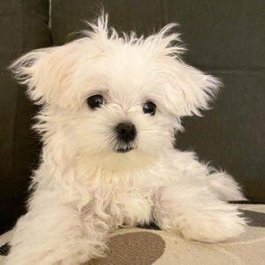 "Find your perfect Maltese puppy in the UK! Adorable, healthy, and vaccinated Maltese puppies available now. Shipping across the UK. Contact us today to bring home your new furry friend!"