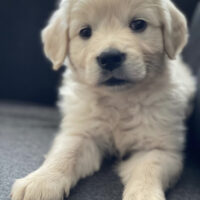 Golden Retriever Puppies for Sale in the UK | Affordable & Healthy Puppies in Your City
