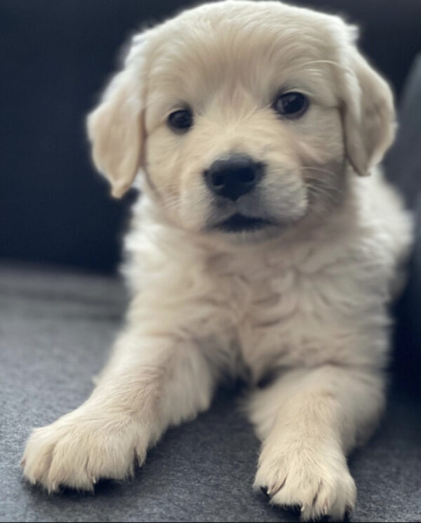 Golden Retriever Puppies for Sale in the UK | Affordable & Healthy Puppies in Your City