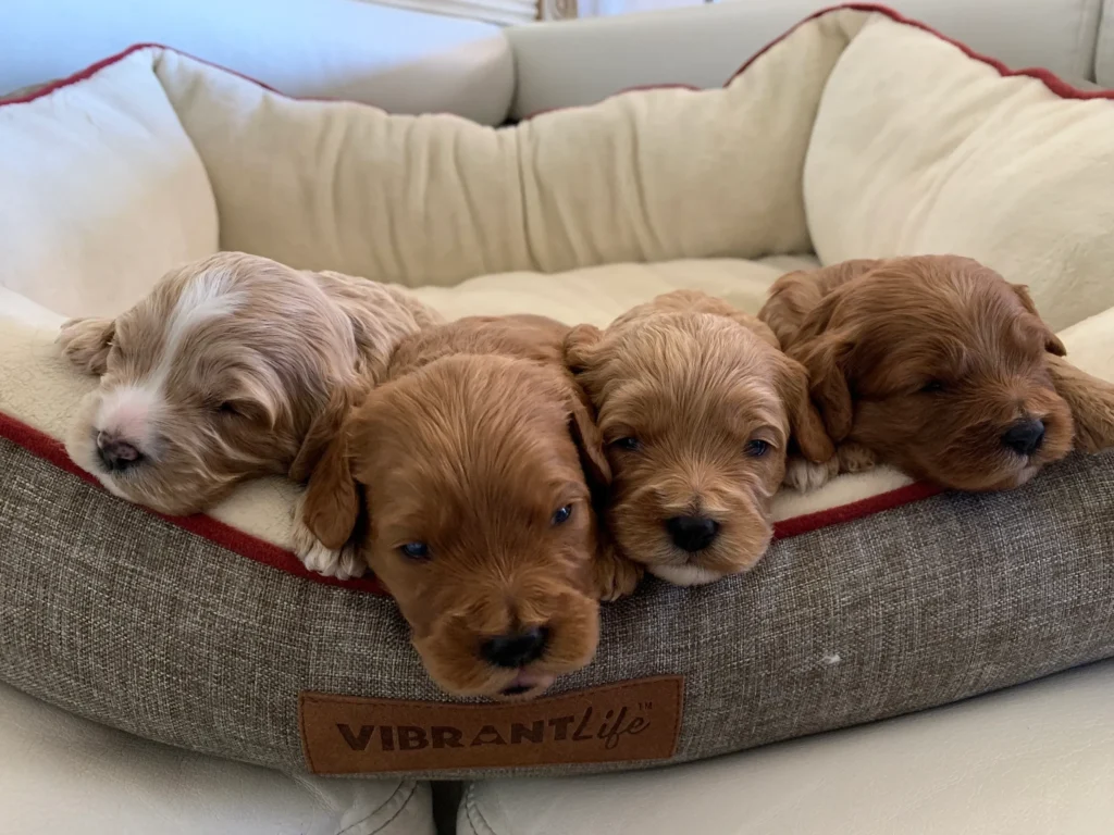 A group of adorable puppies playing together in a grassy field in the UK.