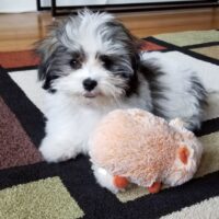 Babydoll Female Havanese Puppy for Sale in the UK | Hypoallergenic & Healthy