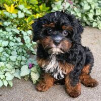 Looking for affordable Bacchus Male Cavapoo puppies in the UK? Find healthy, hypoallergenic puppies from reputable breeders with a health guarantee. Nationwide shipping available. Contact us today!