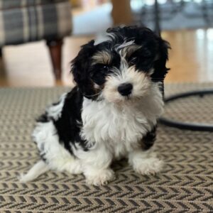 Buy Cavachon puppy near me