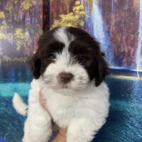 Havanese Puppies for Sale in the UK | Healthy & Hypoallergenic Puppies