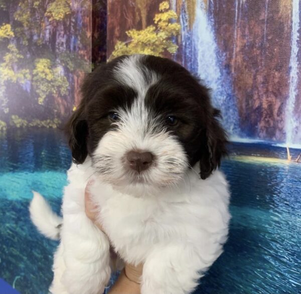 Havanese Puppies for Sale in the UK | Healthy & Hypoallergenic Puppies