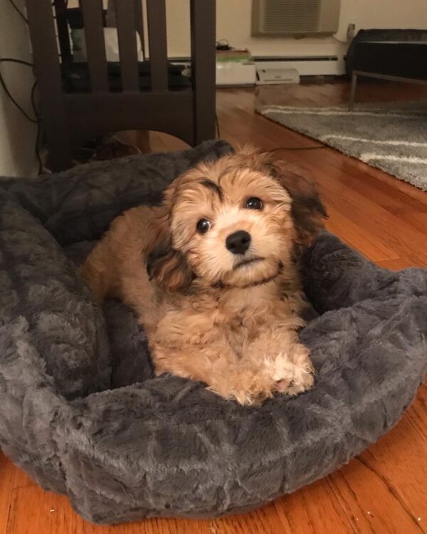 Affordable Cavachon Puppies UK | Free Shipping & Health Guarantee