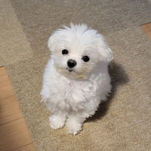 "Female Maltese Puppy for Sale UK – Adorable, Healthy & Ready for a New Home"