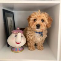 Buy Cavachon puppies with free shipping UK