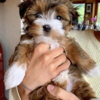Havanese Puppy for Sale UK – Friendly Female Companion