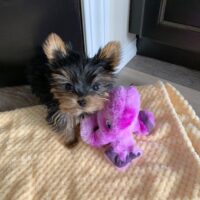 Teacup Yorkie Puppies for Sale UK | Healthy, Hypoallergenic, Nationwide Delivery