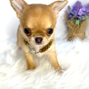 Buy Male Teacup Chihuahua Puppy UK | KC Registered, Healthy & Affordable