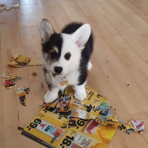Buy Carlo Male Corgi Puppies UK | Reputable Breeders, Health Guarantee, Nationwide Delivery