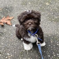 Find Your Perfect Havanese Puppy – Available Now!