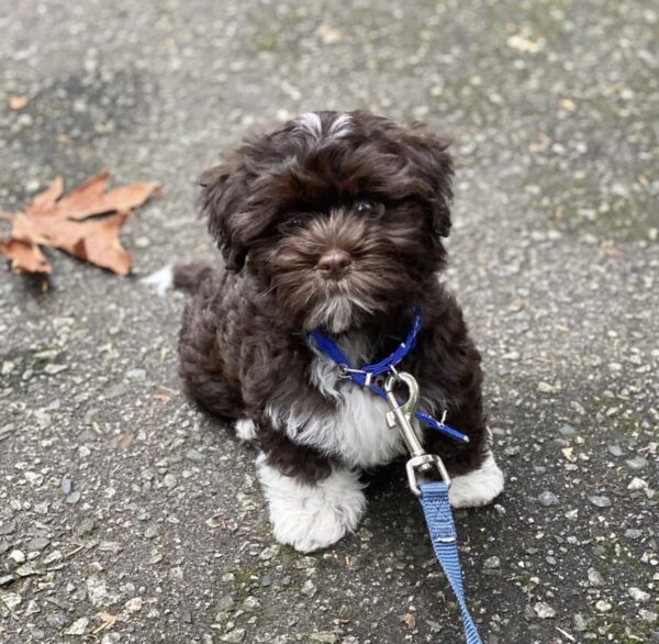 Find Your Perfect Havanese Puppy – Available Now!