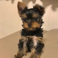 chihuahua dogs for sale