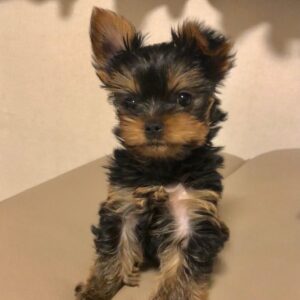 Buy Chloe Female Yorkie Teacup Puppies UK – Healthy, Hypoallergenic, and Nationwide Delivery