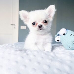 Buy Female Teacup Chihuahua Puppy UK | KC Registered, Healthy & Affordable