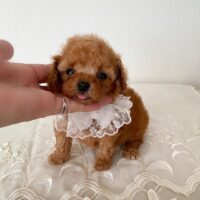 Buy Coco Female Poodle Puppy UK | KC Registered & Healthy