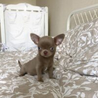 Buy Male Teacup Chihuahua Puppy UK | KC Registered, Healthy & Affordable