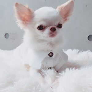 Looking to buy a male teacup Chihuahua puppy in the UK? Find KC registered, healthy, and affordable puppies perfect for families, seniors, or first-time owners. Adopt today!