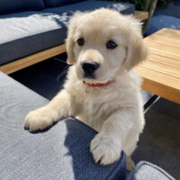 Golden Retriever puppies for sale UK