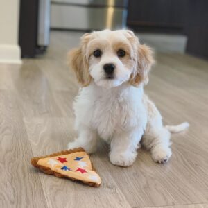 Buy Cavachon Puppies UK | Free Shipping & Health Guarantee