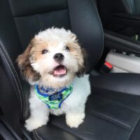 Cavachon Puppies UK | Free Shipping & Lifetime Support 🐾