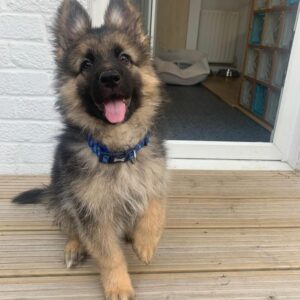 Buy German Shepherd Puppies UK Female | Affordable, KC Registered & Family-Friendly