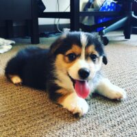 Buy Grippa Male Corgi Puppies UK | Reputable Breeders, Health Guarantee, Nationwide Delivery