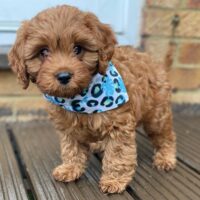 Buy Harmish Male Cavapoo Puppies UK | Reputable Breeders, Health Guarantee, Nationwide Delivery