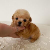 Poodle Puppy for Rehoming UK Buy