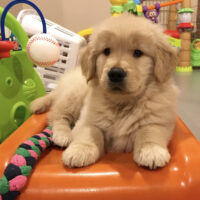 Retriever Puppies in the UK | Trusted Breeders & Healthy Dogs