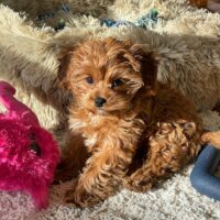 Looking to buy Kaia Female Cavapoo puppies in the UK? Find healthy, hypoallergenic puppies from reputable breeders with a health guarantee. Affordable prices, nationwide delivery. Contact us today!
