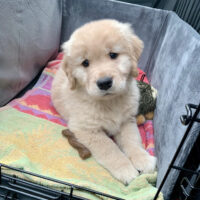 "Buy Golden Retriever Puppies UK | Breeders, Adoption & Care Tips