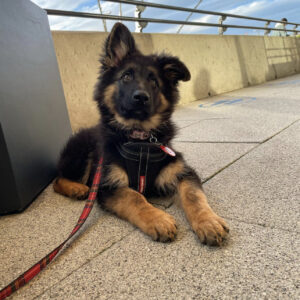 German Shepherd Puppies for Sale in the UK | Healthy, Trained & Affordable