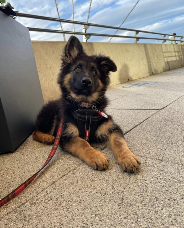 German Shepherd Puppies for Sale in the UK | Healthy, Trained & Affordable