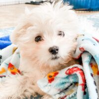 "Loki Male Maltese Puppy – Buy Your New Companion in the UK | Maltese Puppies for Sale"