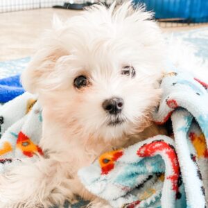 "Loki Male Maltese Puppy – Buy Your New Companion in the UK | Maltese Puppies for Sale"