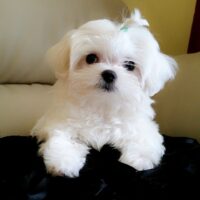 Adopt Lola Female Maltese Puppies UK | Certified Breeders, Health Guarantee, Nationwide Shipping