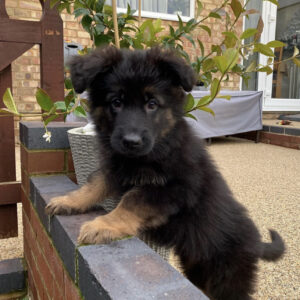 "Find German Shepherd Puppies for Sale in Cities Across the UK | Breeders & Adoption"