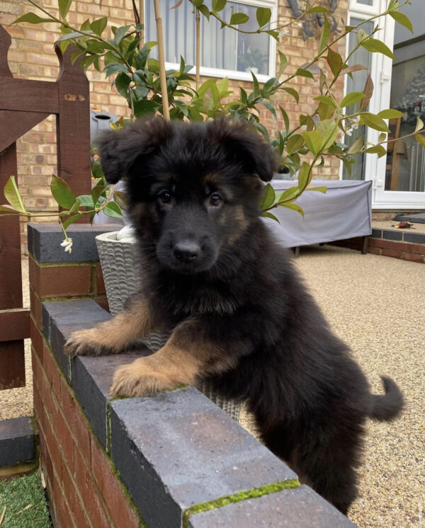 "Find German Shepherd Puppies for Sale in Cities Across the UK | Breeders & Adoption"