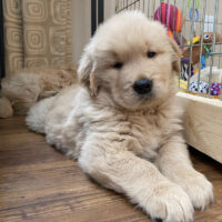 Buy Purebred Golden Retriever Puppies in the UK | Affordable & Healthy Puppies for Sale