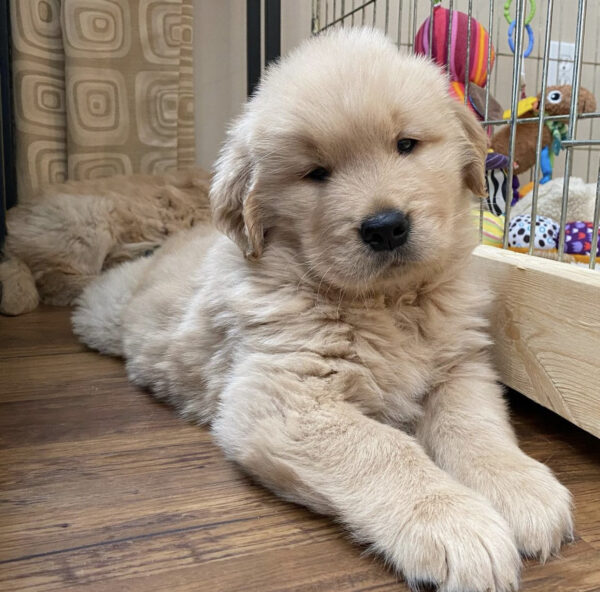 Buy Purebred Golden Retriever Puppies in the UK | Affordable & Healthy Puppies for Sale