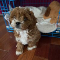 "Buy Maise Female Cavapoo puppies UK"