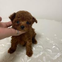 Looking to buy a Max Male Poodle Puppy in the UK? Meet Max – a KC Registered, healthy, and affectionate Poodle puppy ready for his forever home. Fully vaccinated with pedigree papers available. Contact us today!
