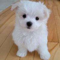 Buy Milo Male Maltese Puppies UK | Reputable Breeders, Health Guarantee, Nationwide Delivery